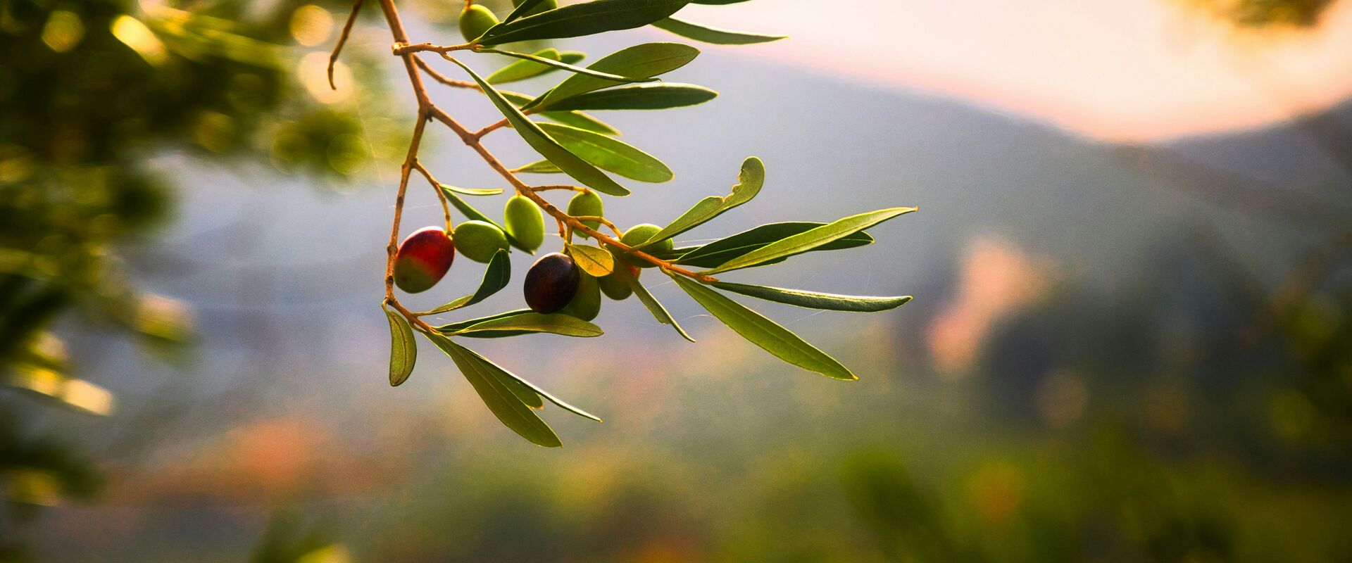 Il Tao e il suo olio